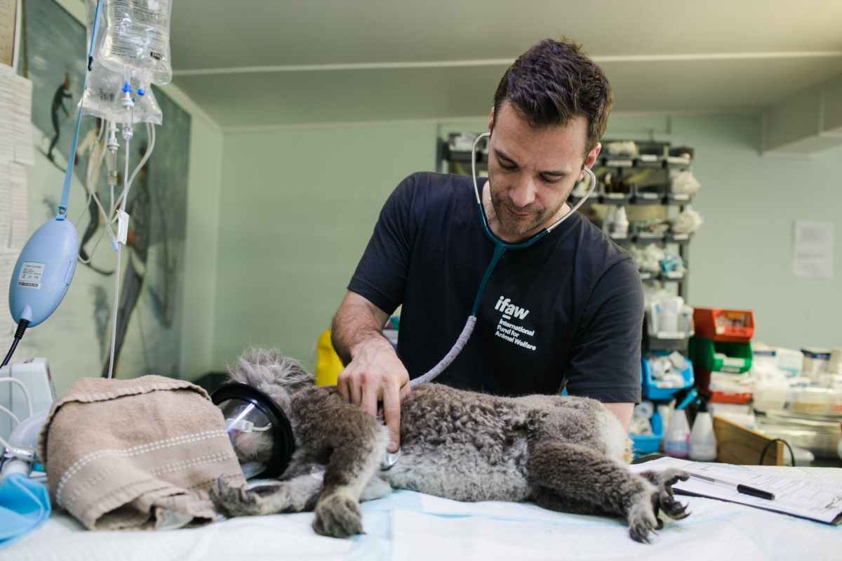 A vet with a sick Koala: Compassion