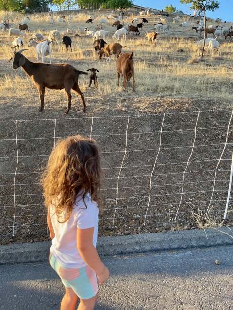 A child watching goats graze on the hillside