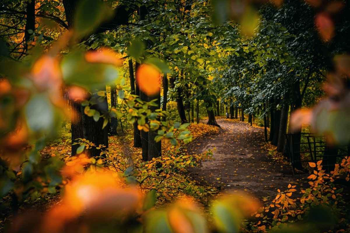 Pathway flocked with orange and green leaves: Do you Hope for Pleasant Ways and Peaceful Paths your Whole Life Long?