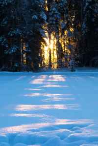 Sun shining through the tress and onto the snow: Powerful Winter Storms in Line with Lessons for Life