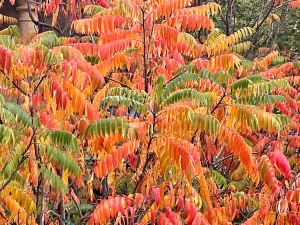 Autumn colored tropical plant